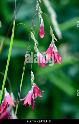 dierama igneum,pink coral flowers,perennials,arching,dangling,hanging ...