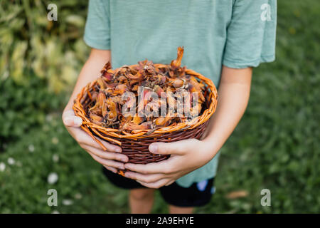 Boy holding basket full of freshly picked hazelnuts Stock Photo