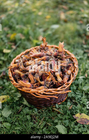Wicker basket full of freshly picked hazelnuts on the grass. Stock Photo