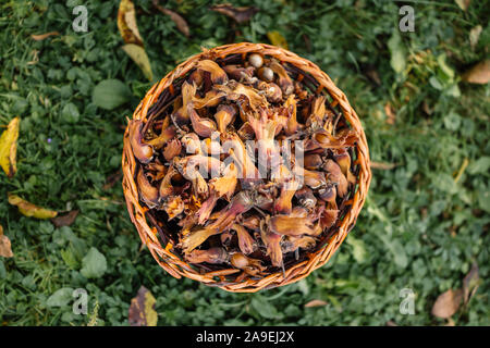 Wicker basket full of freshly picked hazelnuts on the meadow . Stock Photo
