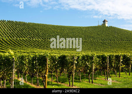 Vineyard with turrets Stock Photo