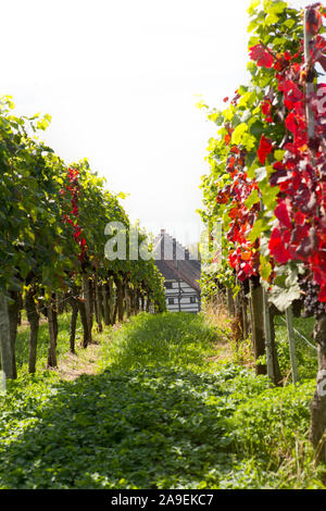 Winery on Lake Constance Stock Photo