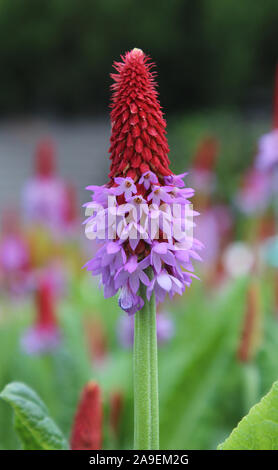 Close up image of the beautiful flower spike of Primula vialii , also known as Vial's primrose. It is a plant native of southern China. Stock Photo