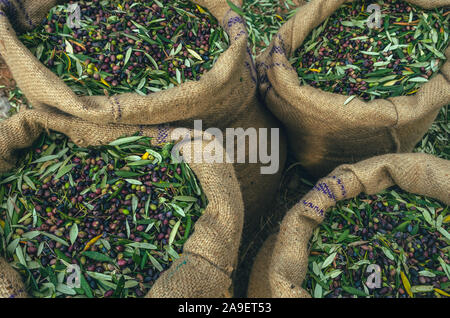 Sacks filled with freshly harvested olives. Stock Photo