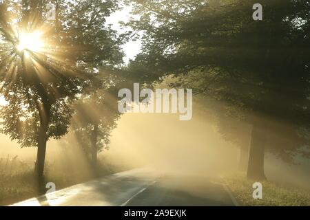 Country road on a misty autumn morning. The rising sun goes through the branches of trees. Stock Photo