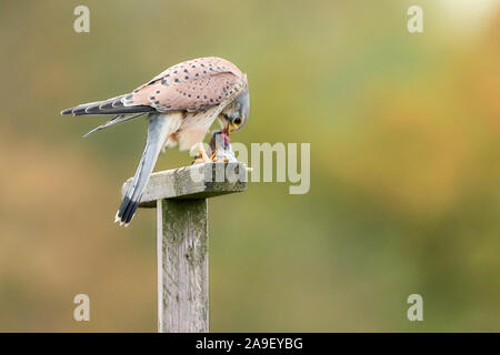 One common kestrel (Falco tinnunculus) sitting on a wooden pole in nature and eating his prey Stock Photo
