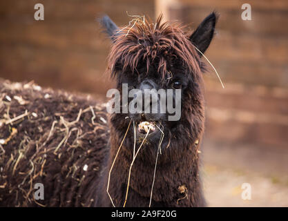 Closeup portrait of an adorable cute black curly shagged male alpaca with hurted eye chewing a dry grass with wonky teeth .Vicugna pacos Stock Photo