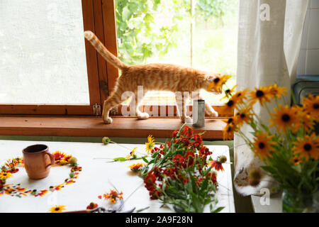 ginger Scottish Fold kitten walks on the florists table among orange flowers Stock Photo