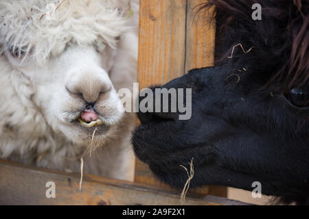 Closeup portrait of an adorable cute black curly shagged male alpaca with hurted eye chewing a dry grass with wonky teeth .Vicugna pacos Stock Photo