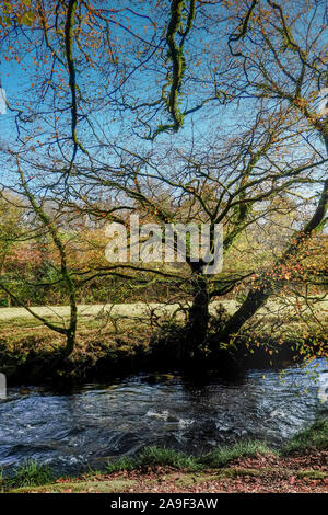An old gnarled tree growing on the banks of the River Fowey at Golitha Falls in Cornwall. Stock Photo