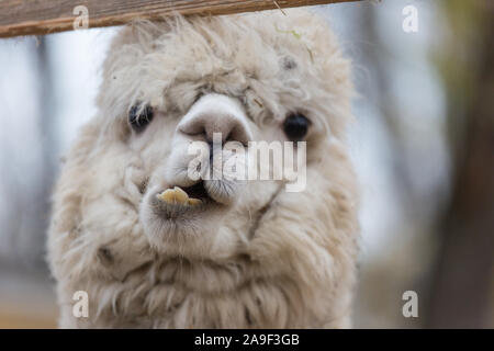 Closeup portrait of an adorable cute white curly shagged female alpaca with with an amusing headdress chewing a dry leaves with wonky teeth .Vicugna p Stock Photo