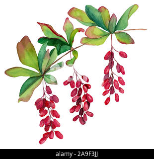 Watercolor hand drawn illustration of barberry branch with three inflorescence with leaves and red berries. Design for covers, packaging, backgrounds. Stock Photo