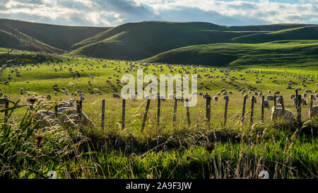 Flock of sheep grazing on a green hill in rural country sheep farm in New Zealand. Stock Photo