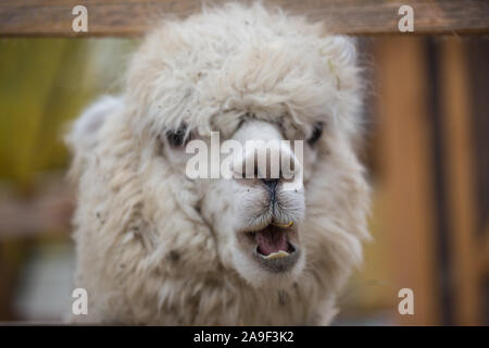 Closeup portrait of an adorable cute white curly shagged female alpaca with with an amusing headdress chewing a dry leaves with wonky teeth .Vicugna p Stock Photo