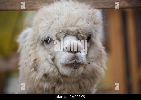 Closeup portrait of an adorable cute white curly shagged female alpaca with with an amusing headdress chewing a dry leaves with wonky teeth .Vicugna p Stock Photo