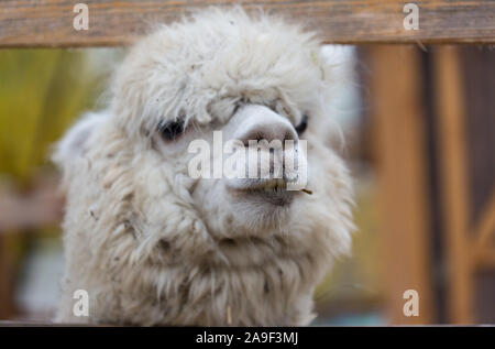 Closeup portrait of an adorable cute white curly shagged female alpaca with with an amusing headdress chewing a dry leaves with wonky teeth .Vicugna p Stock Photo