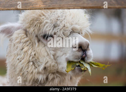 Closeup portrait of an adorable cute white curly shagged female alpaca with with an amusing headdress chewing a dry leaves with wonky teeth .Vicugna p Stock Photo