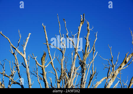 Nature background of dry tree branches against blue sky. Environment problems concept background Stock Photo
