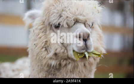 Closeup portrait of an adorable cute white curly shagged female alpaca with with an amusing headdress chewing a dry leaves with wonky teeth .Vicugna p Stock Photo