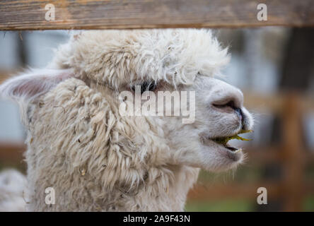 Closeup portrait of an adorable cute white curly shagged female alpaca with with an amusing headdress chewing a dry leaves with wonky teeth .Vicugna p Stock Photo