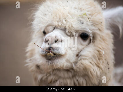 Closeup portrait of an adorable cute white curly shagged female alpaca with with an amusing headdress chewing a dry leaves with wonky teeth .Vicugna p Stock Photo