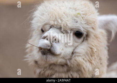 Closeup portrait of an adorable cute white curly shagged female alpaca with with an amusing headdress chewing a dry leaves with wonky teeth .Vicugna p Stock Photo