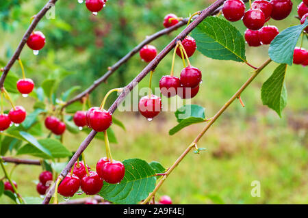 Ripe red cherries on the cherry tree in the orchard. Nature background Stock Photo
