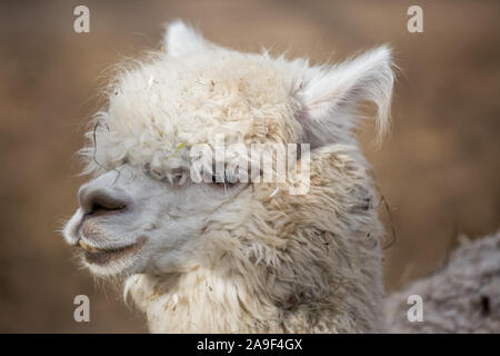 Closeup portrait of an adorable cute white curly shagged female alpaca with with an amusing headdress chewing a dry leaves with wonky teeth .Vicugna p Stock Photo