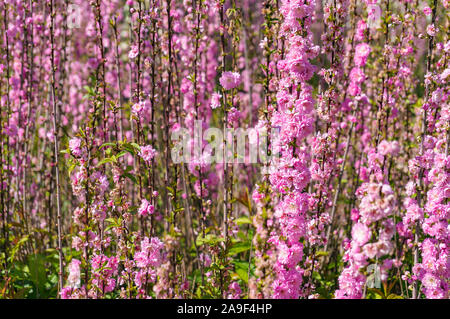Spring nature background of pink cherry, sakura flowers Stock Photo