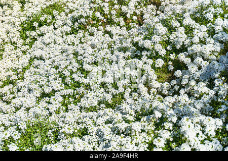 Alyssum or carpet of snow flower nature background Stock Photo