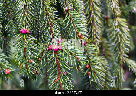 Close up of green pine tree branches with small pine cones. Nature background Stock Photo