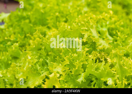 Close up of fresh green lettuce head. NAture texture background. Selective focus, shallow DOF Stock Photo