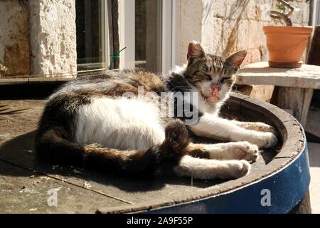 Cat resting on a barrel in Supetar, Brac, Croatia Stock Photo