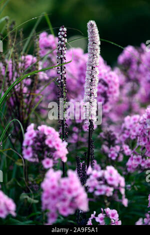 Actaea Queen of Sheba,phlox paniculata bright eyes,mixed planting scheme,perennial,flowers,flowering,garden,gardens,RM Floral Stock Photo