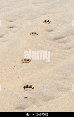 Four dog footprints in flat golden sand Stock Photo