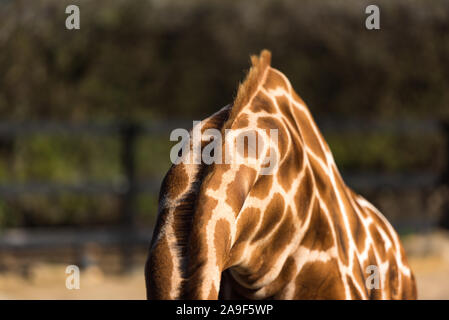 Close up of giraffe's skin with spots and mane. African wildlife Stock Photo