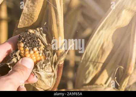 Large crop failure due to dehydrated maize plants due to climate change Stock Photo