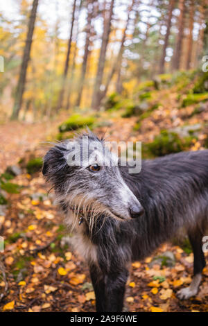 Portrait of a black and white greyhound in a birch grove in autumn