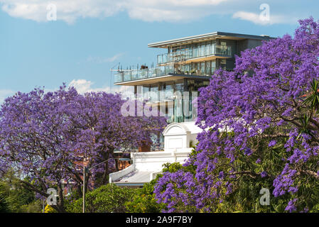 Blooming Jacaranda trees with urban background. Spring in Sydney, Australia Stock Photo