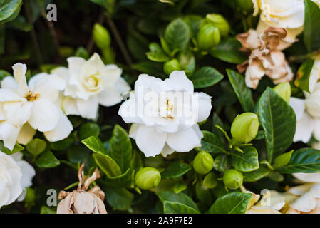 Abstract flower background of white gardenia flowers Stock Photo