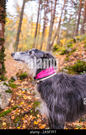 Portrait of a black and white greyhound in a birch grove in autumn