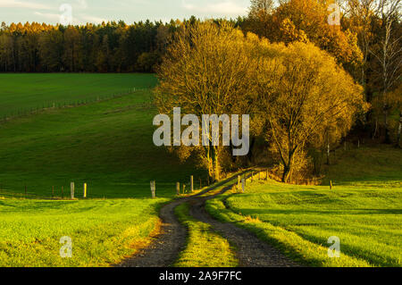 agricultural dirt road into european autumn forest in golden evening sunset light with beautiful autumnal colours Stock Photo