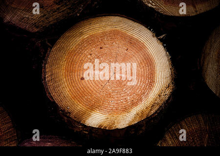 Tree trunk with annual rings