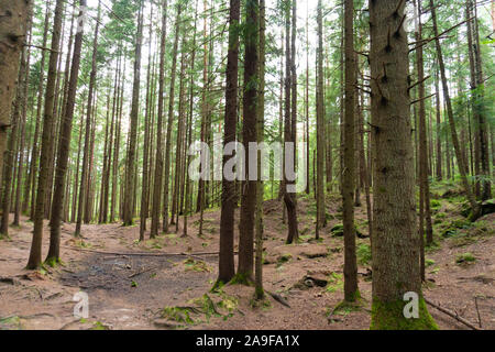 Wild old summer pine forest in summer Stock Photo