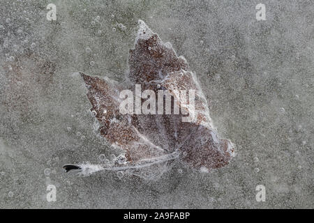 Maple leaf, frozen in ice, close up Stock Photo