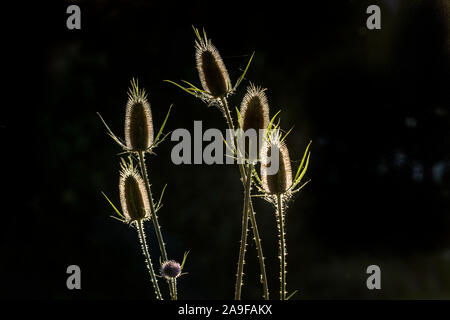 Foetus state of the wild teasel in the back light, close up Stock Photo