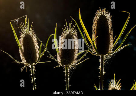 Foetus state of the wild teasel in the back light, close up Stock Photo