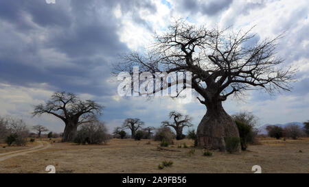 The scenery at Baobab Springs in Ruaha National Park opens up and a forest of ancient massive Baobabs dominate the landscape. Stock Photo