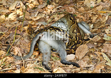 A Rock Python has lain in wait using its superb camouflague to catch an alert Vervet Monkey dispite the normal vigilance of the troop sentries. Stock Photo