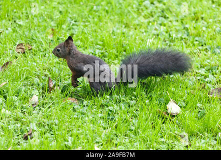 An image of a young squirrel in the wet grass Stock Photo